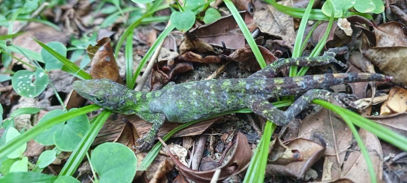 Lagarto papa-vento (Anolis punctatus), répteis, fotografado em Maresias, São Sebastião