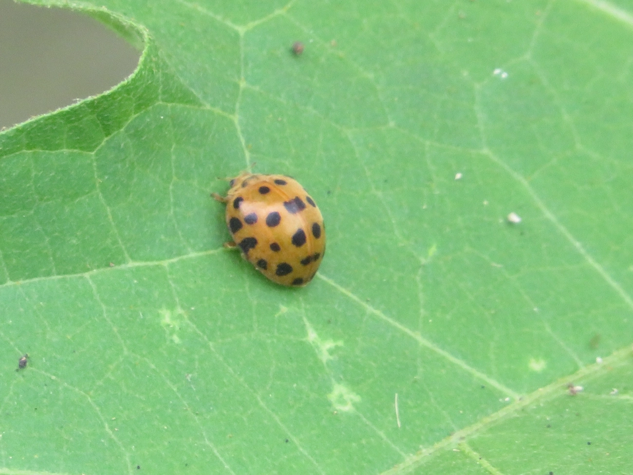 Joaninha-de-vinte-e-oito-pintas (Henosepilachna vigintioctopunctata), insetos, fotografado em Perequê, Ilhabela