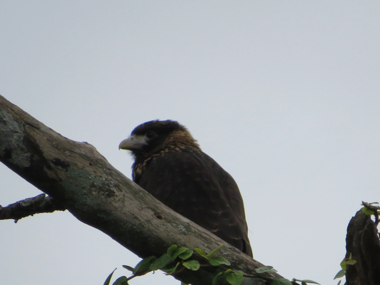 Carrapateiro (Daptrius chimachima), aves, fotografado em Maresias, São Sebastião