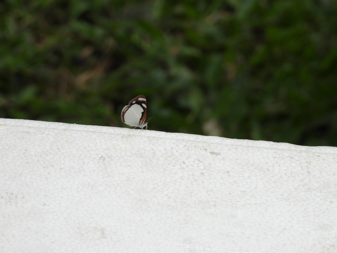 Marinheiro-pálido (Dynamine agacles), insetos, fotografado em Cabreúva