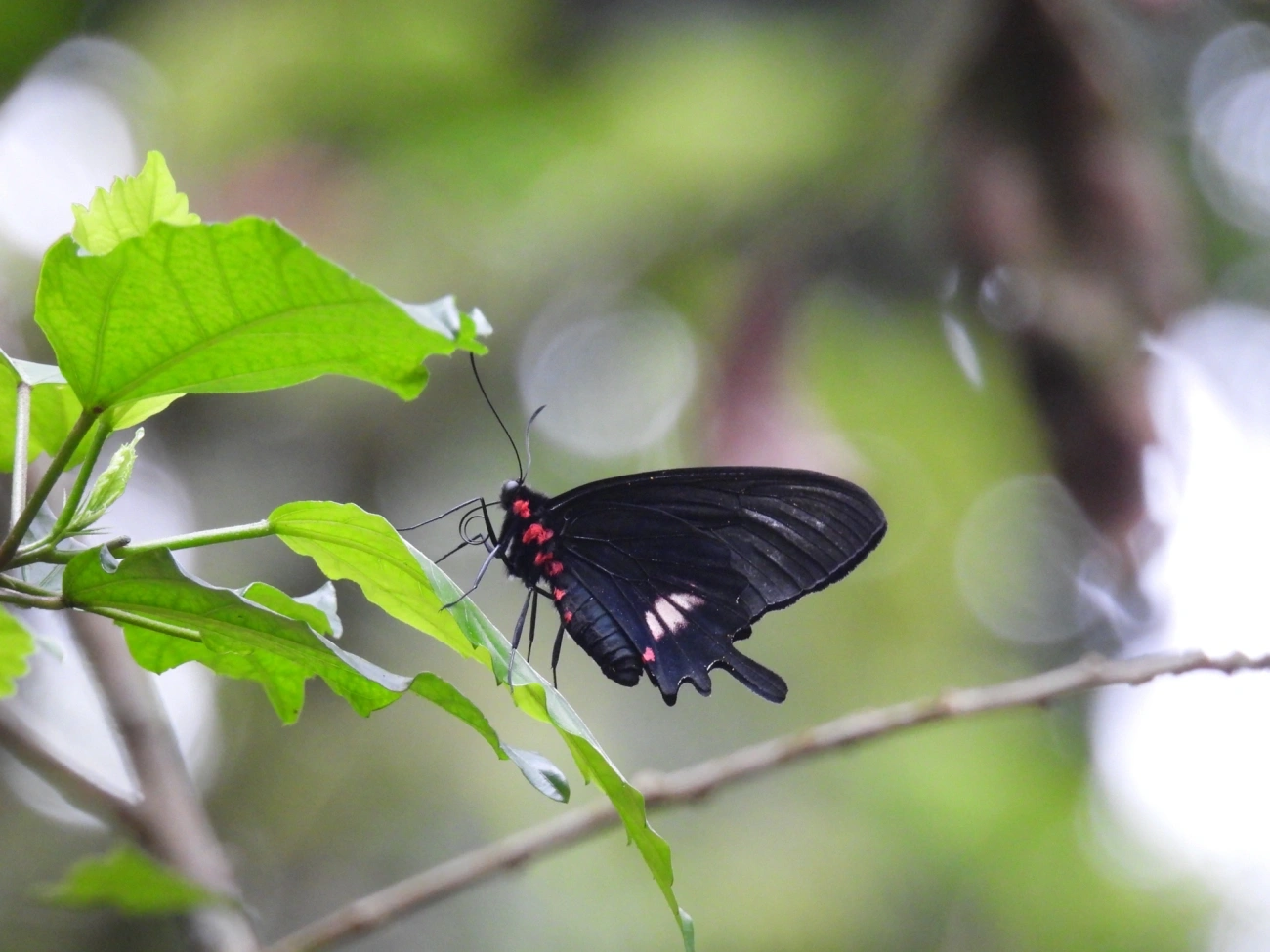Parides tros, insetos, fotografado em Maresias, São Sebastião