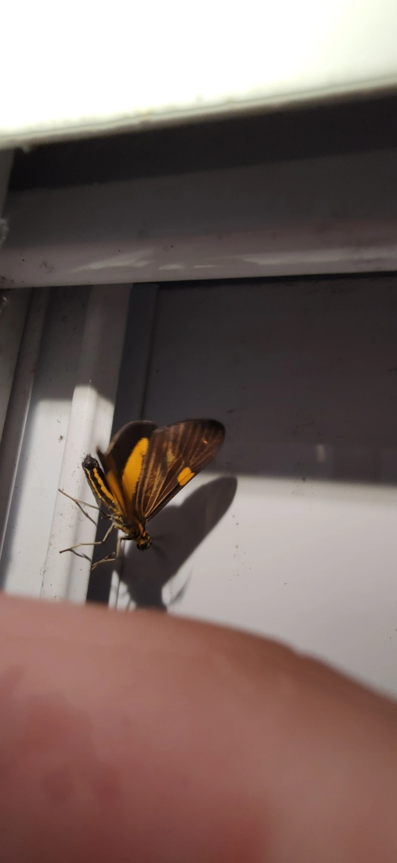 Phaeochlaena lampra, insetos, fotografado em Maresias, São Sebastião
