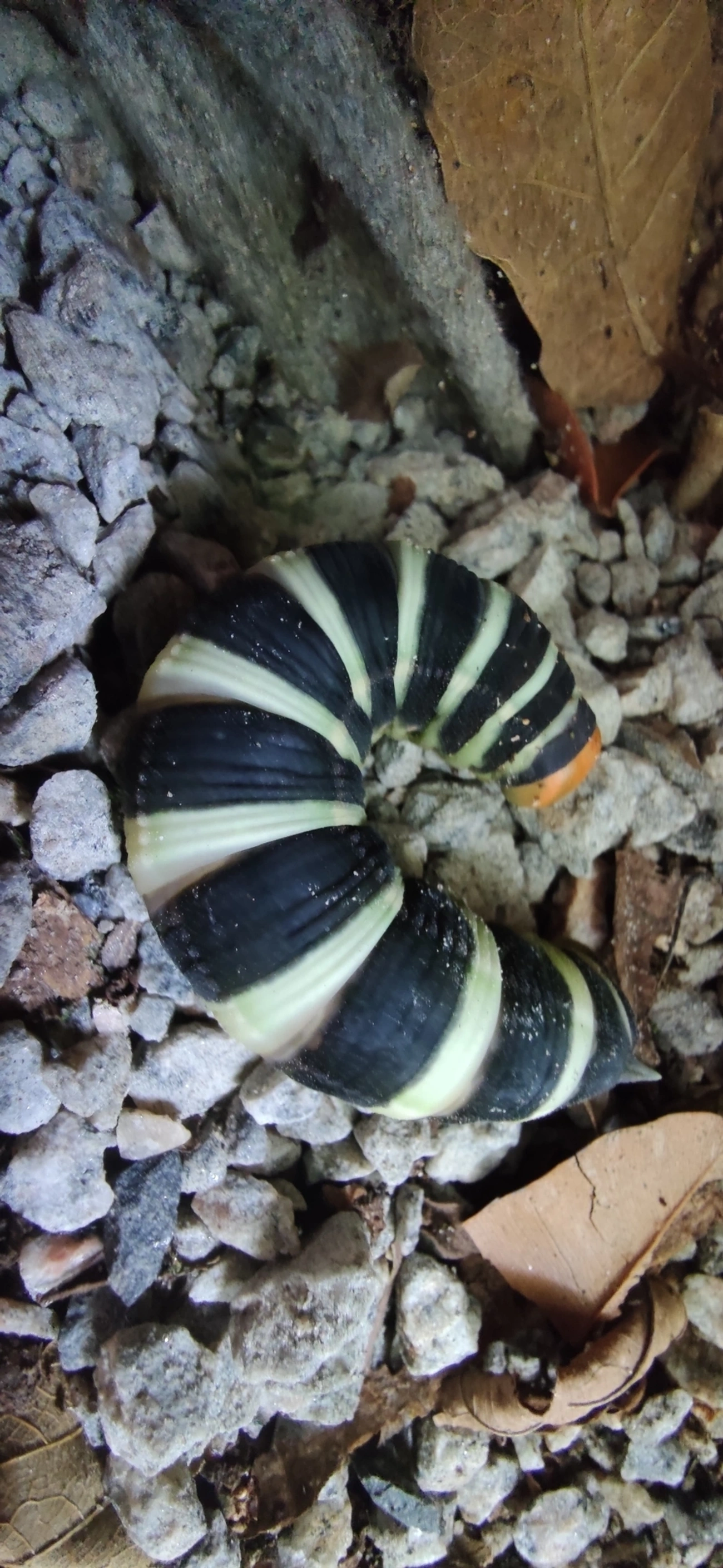 Pachylia syces, insetos, fotografado em Maresias, São Sebastião