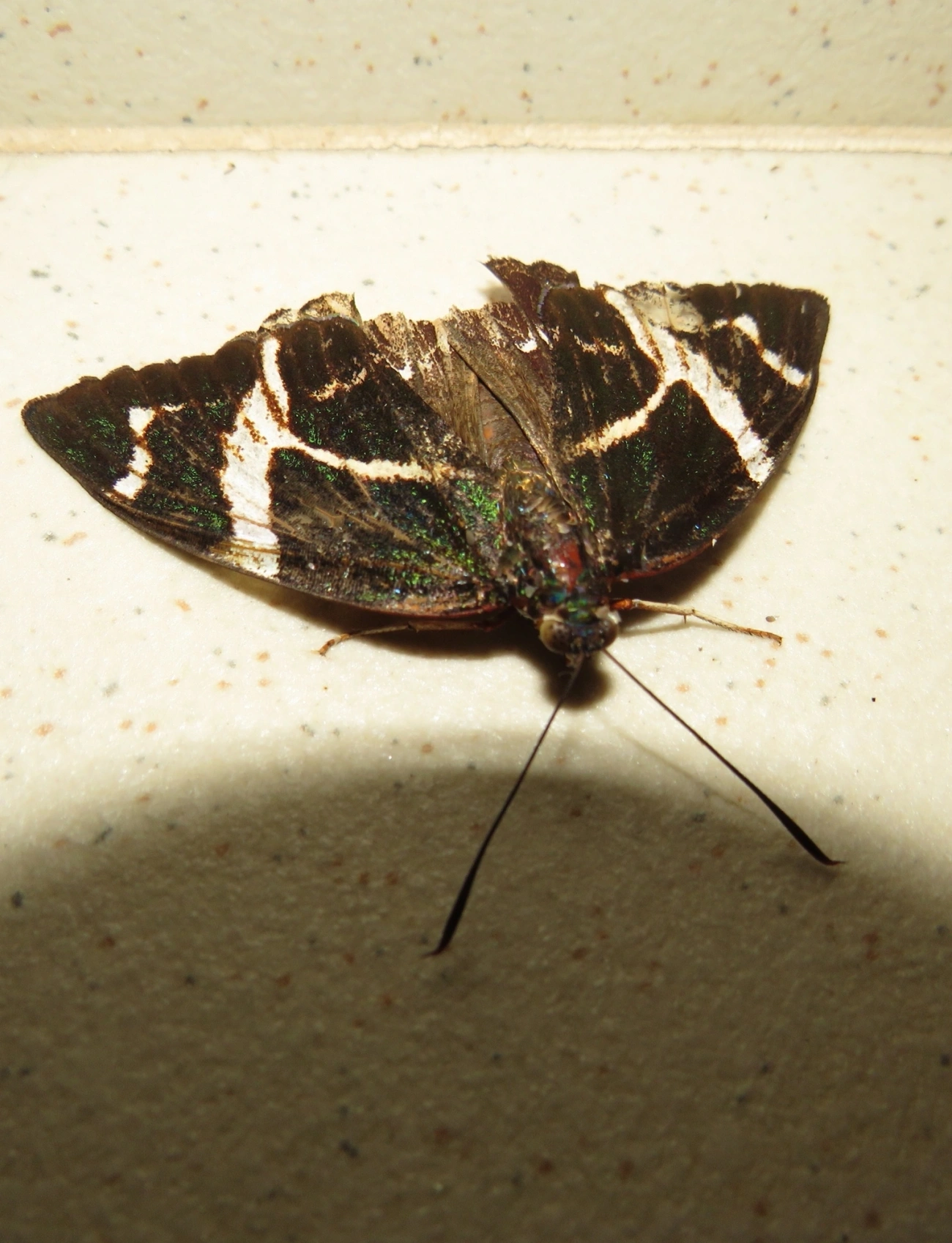 Mariposa-castnídea (Geyeria decussata), insetos, fotografado em Maresias, São Sebastião