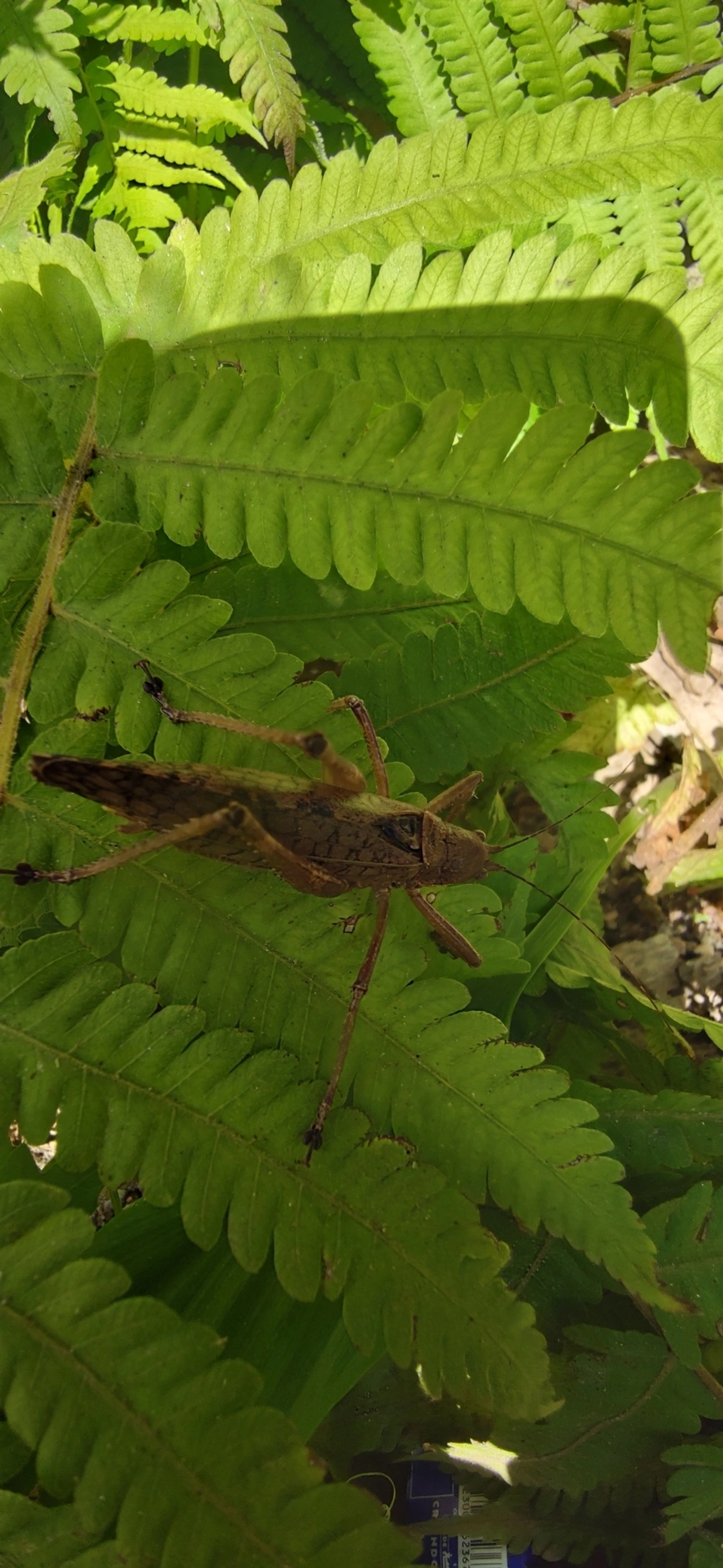 Pseudophyllinae, insetos, fotografado em Maresias, São Sebastião
