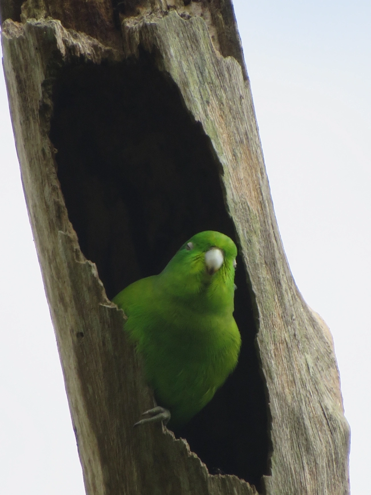 Tuim (Forpus xanthopterygius), aves, fotografado em Maresias, São Sebastião