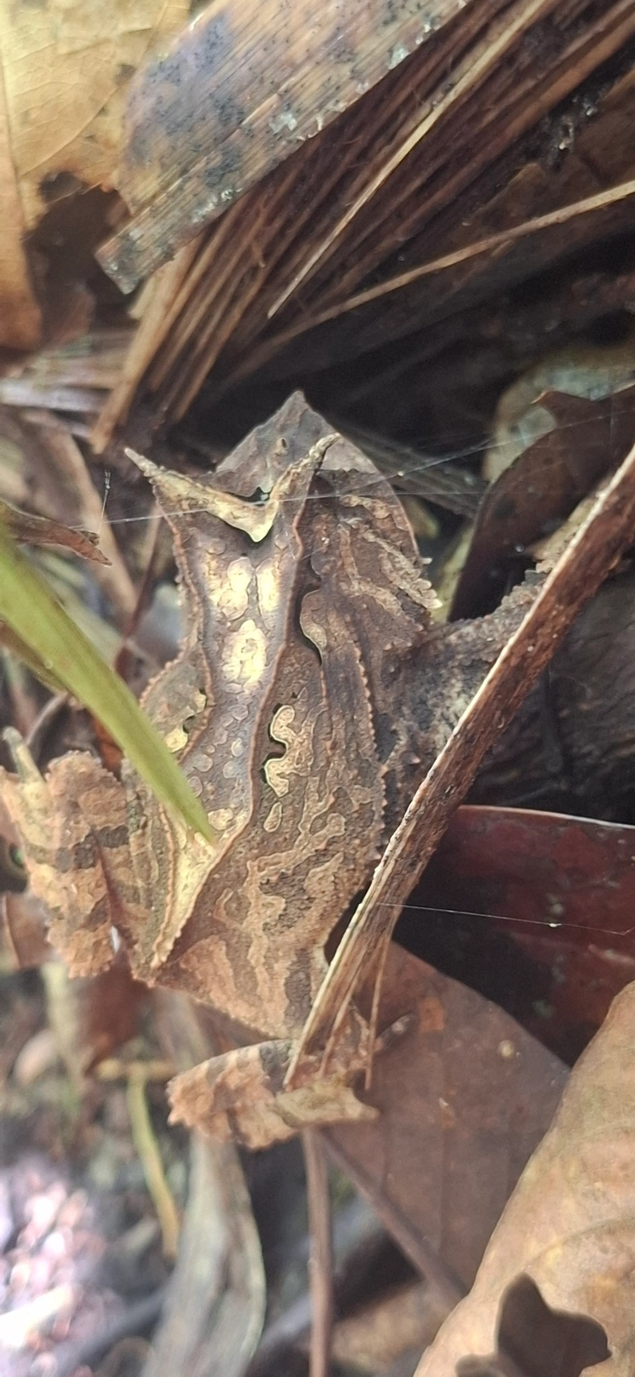 Sapo-de-chifre (Proceratophrys), anfíbios, fotografado em Queluz