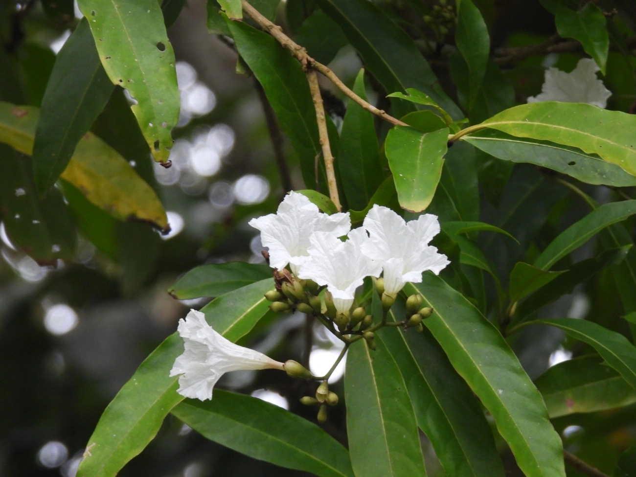 Colas (Cordia), plantas, fotografado em Castelhanos, Ilhabela