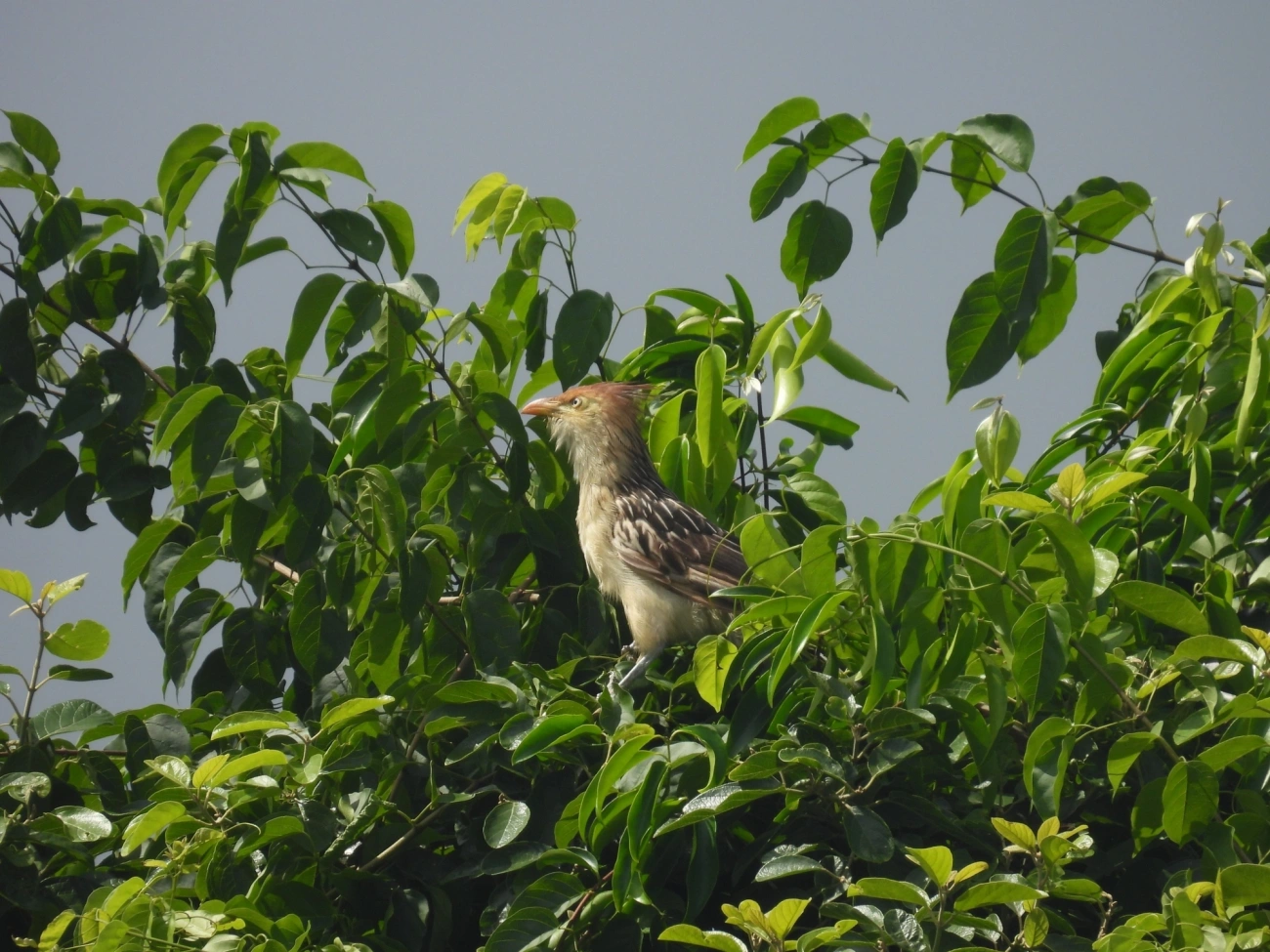 Anu-branco (Guira guira), aves, fotografado em Maresias, São Sebastião