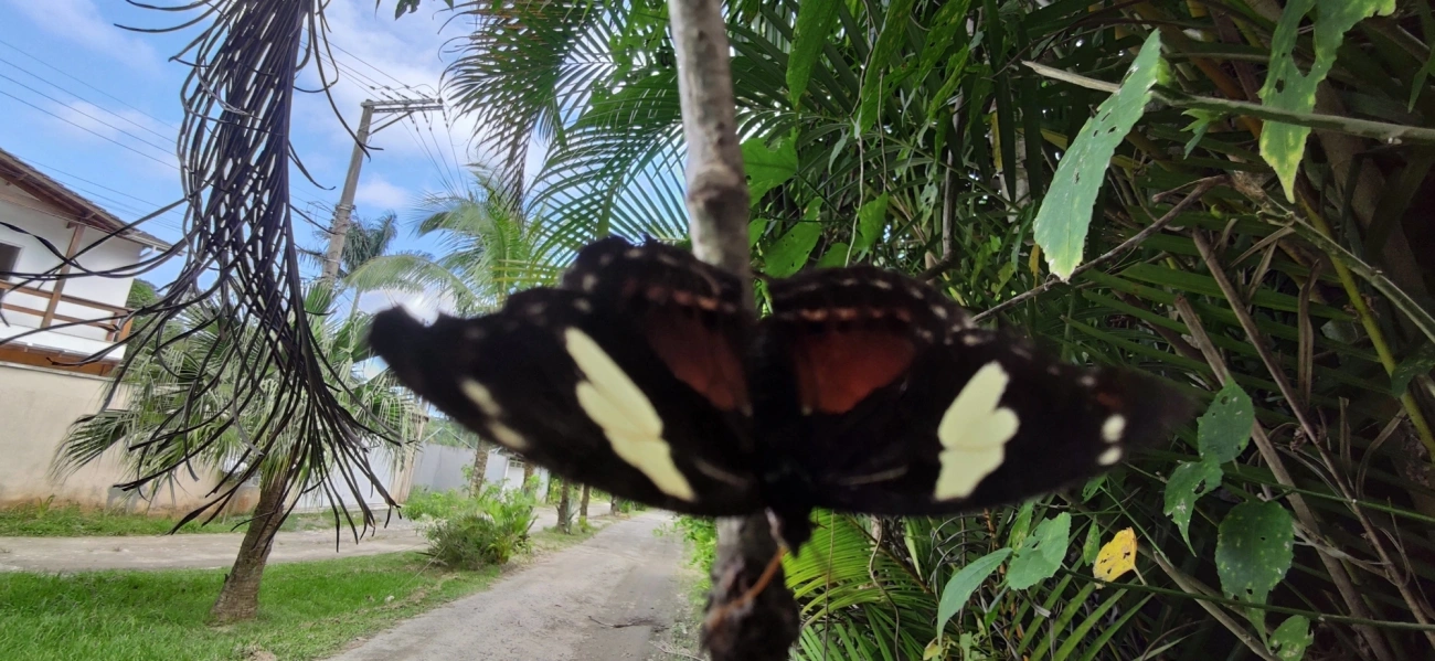 Catones (Catonephele), insetos, fotografado em Maresias, São Sebastião