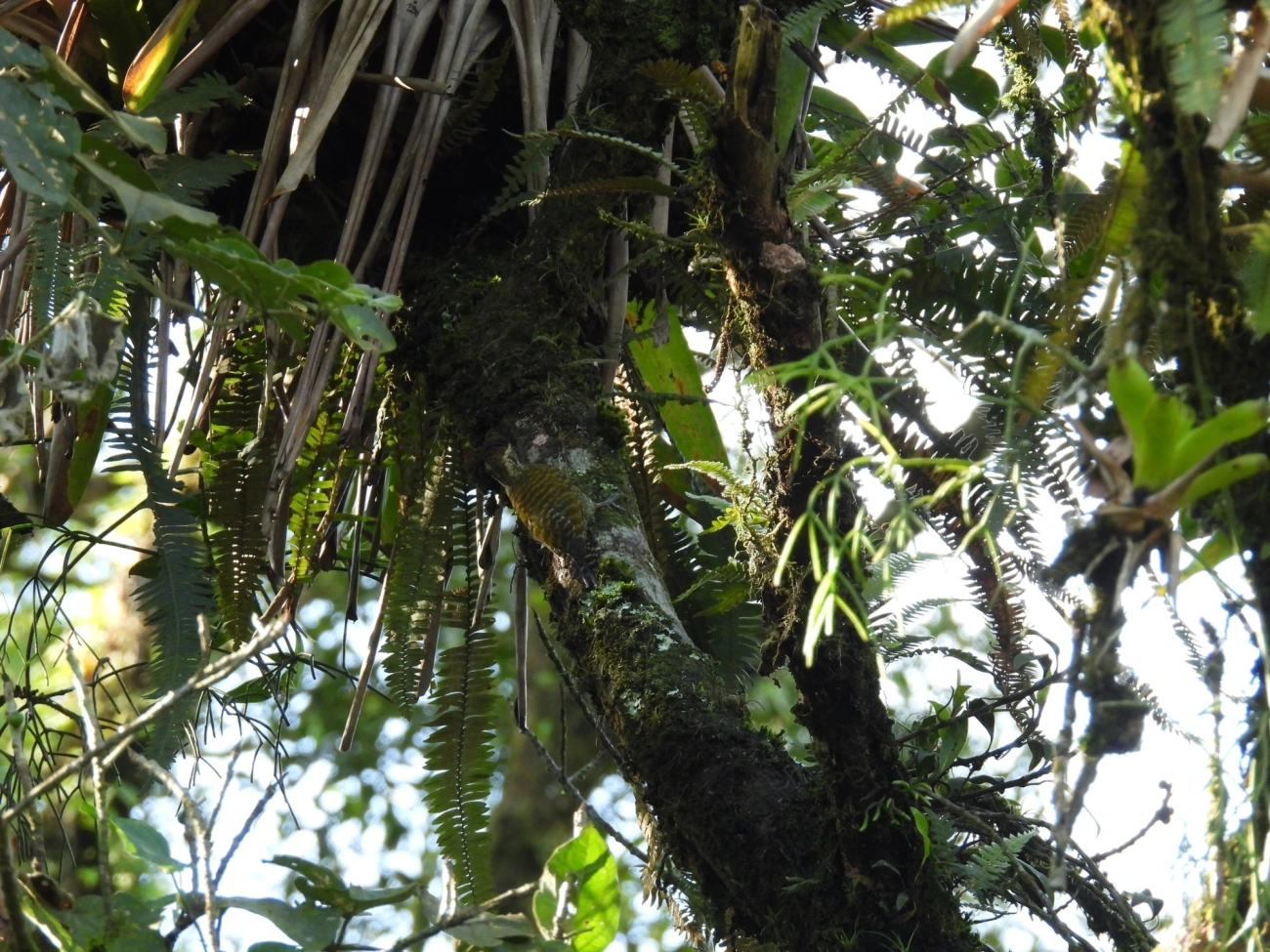Picapauzinho-verde-carijó (Veniliornis spilogaster), aves, fotografado em Paranapiacaba