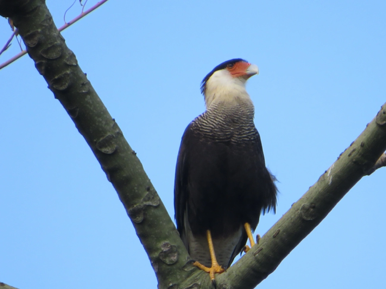 Carcará (Caracara plancus), aves, fotografado em Maresias, São Sebastião