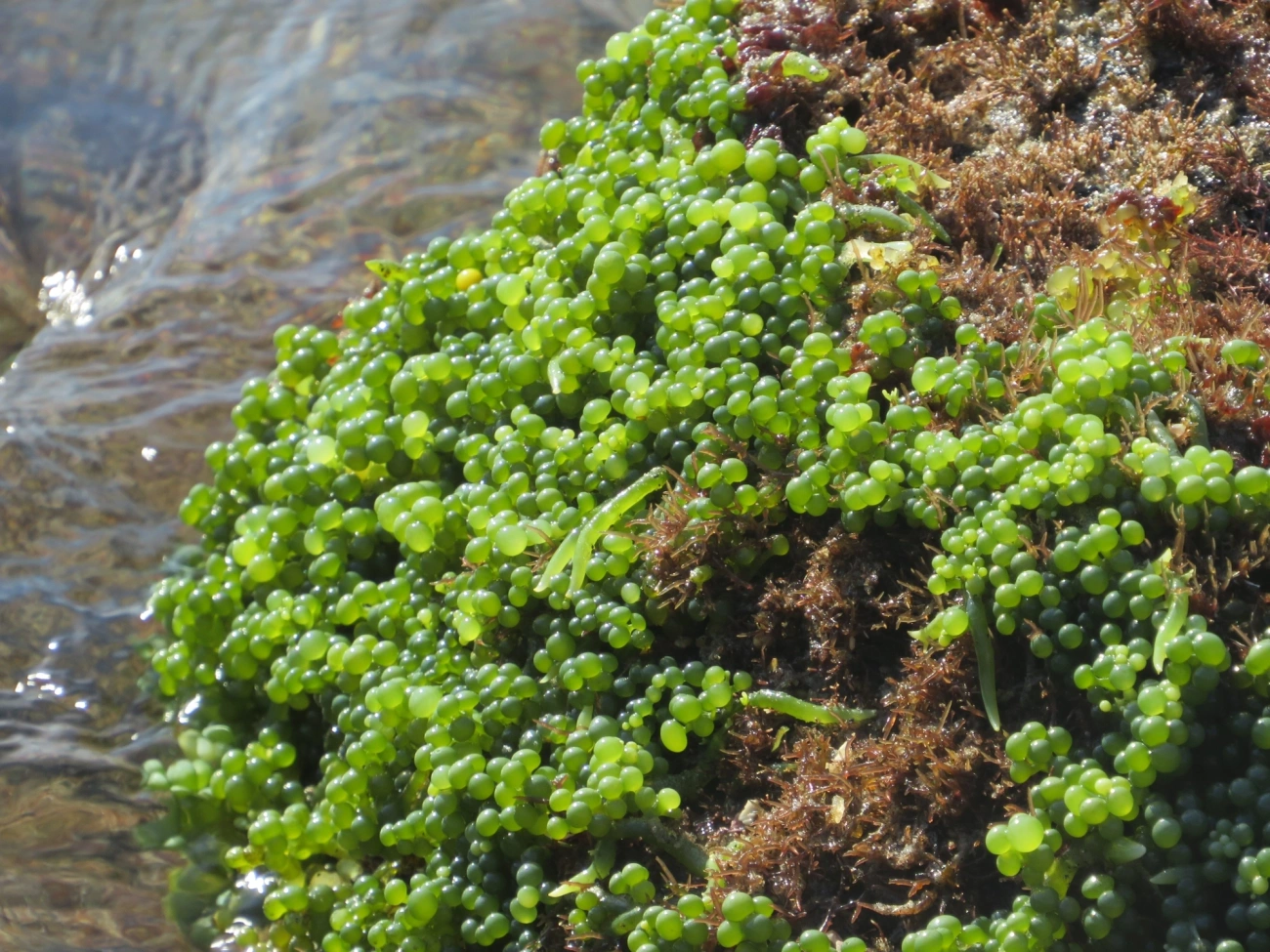 Caulerpa, plantas, fotografado em Maresias, São Sebastião