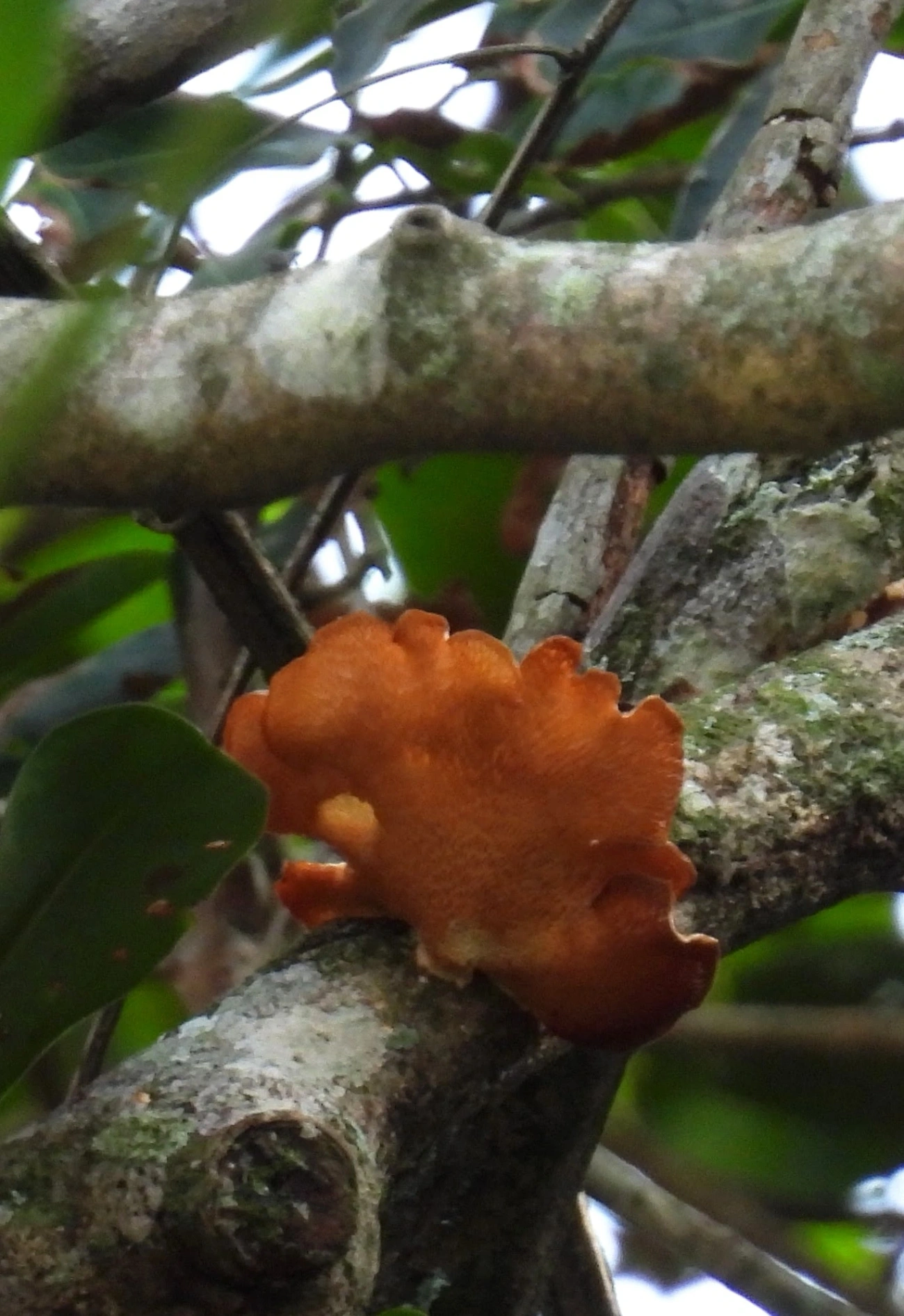 Favolus, fungos, fotografado em Maresias, São Sebastião