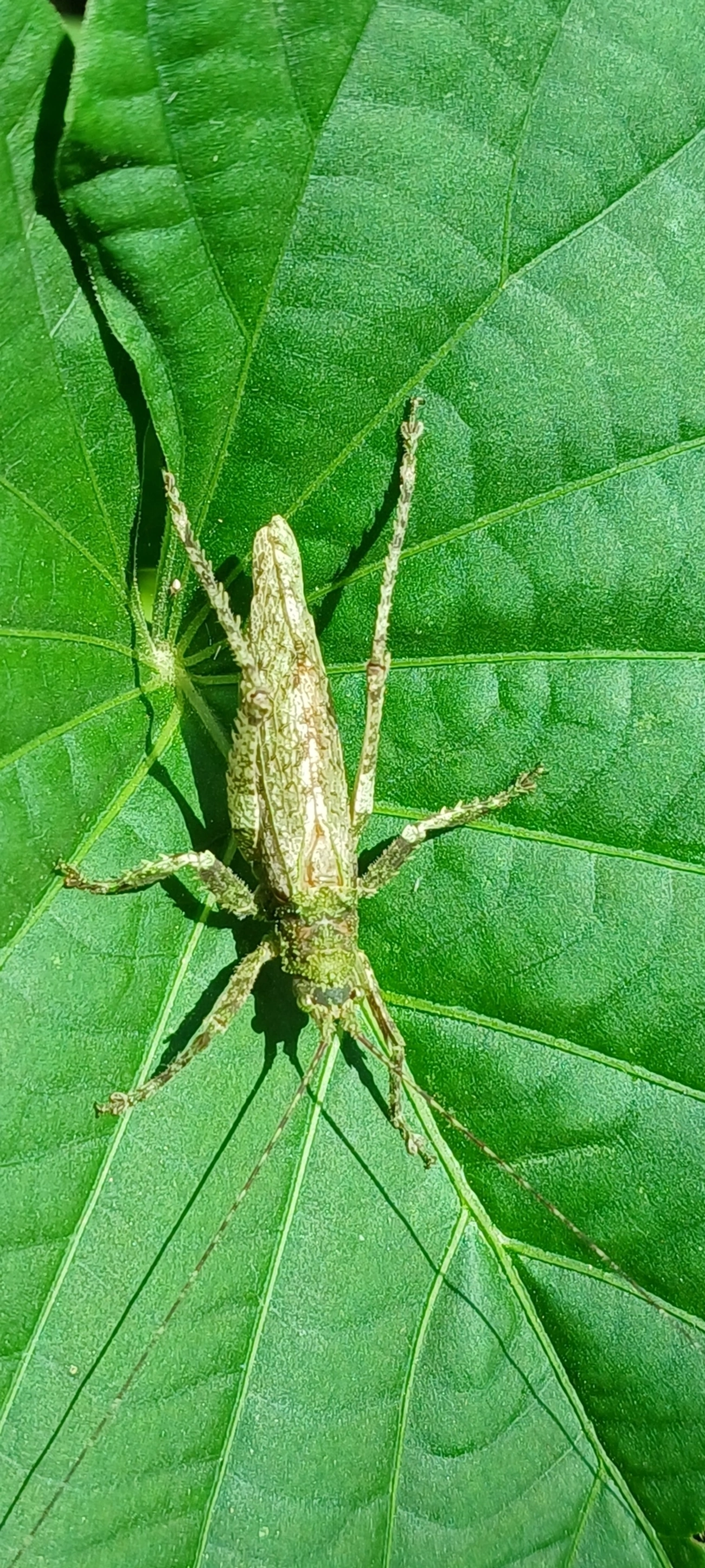 Anonistus, insetos, fotografado em Maresias, São Sebastião