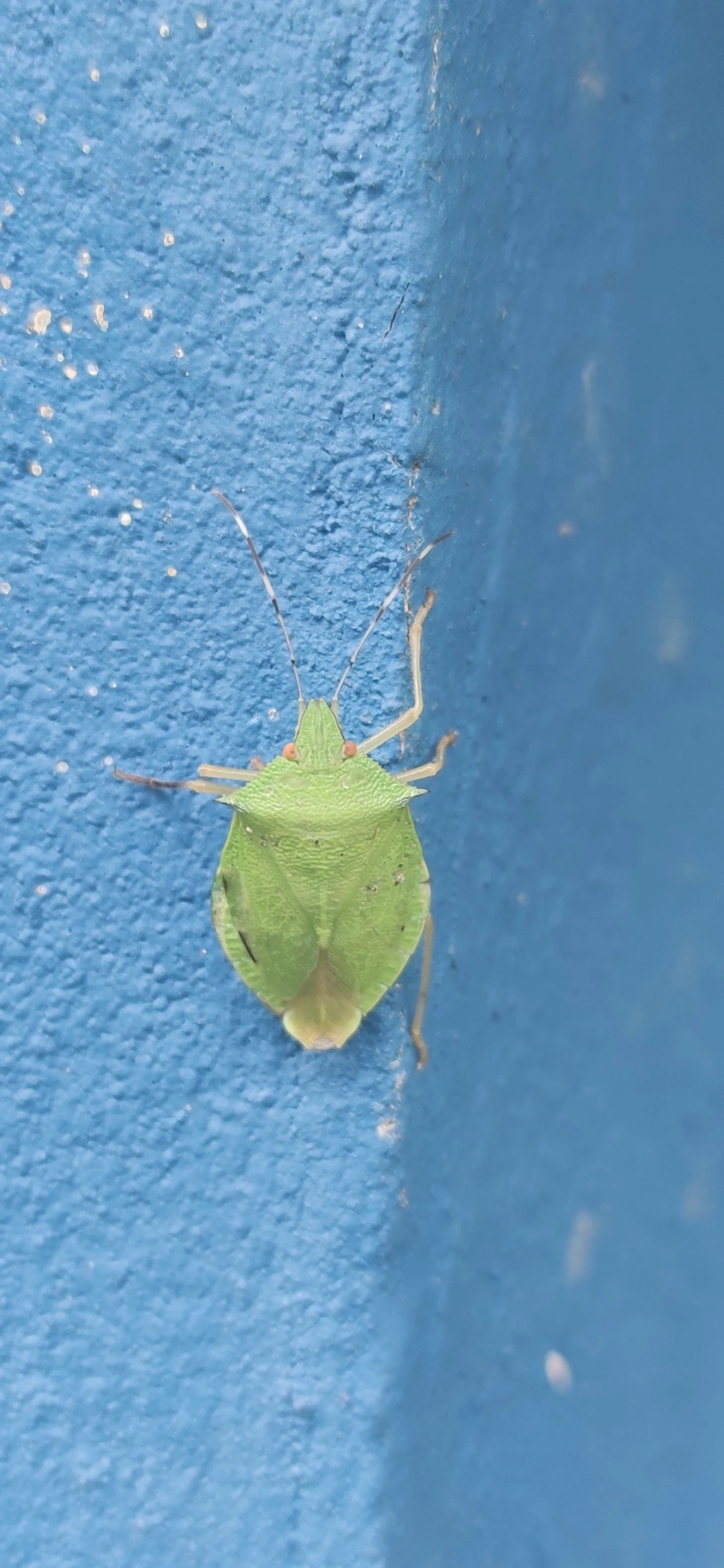 Chlorocoris, insetos, fotografado em Maresias, São Sebastião