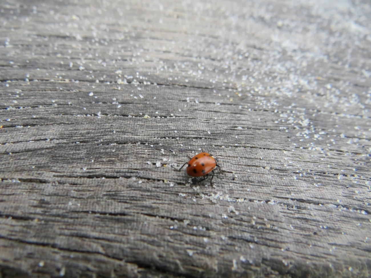 Joaninha-convergente (Hippodamia convergens), insetos, fotografado em Maresias, São Sebastião
