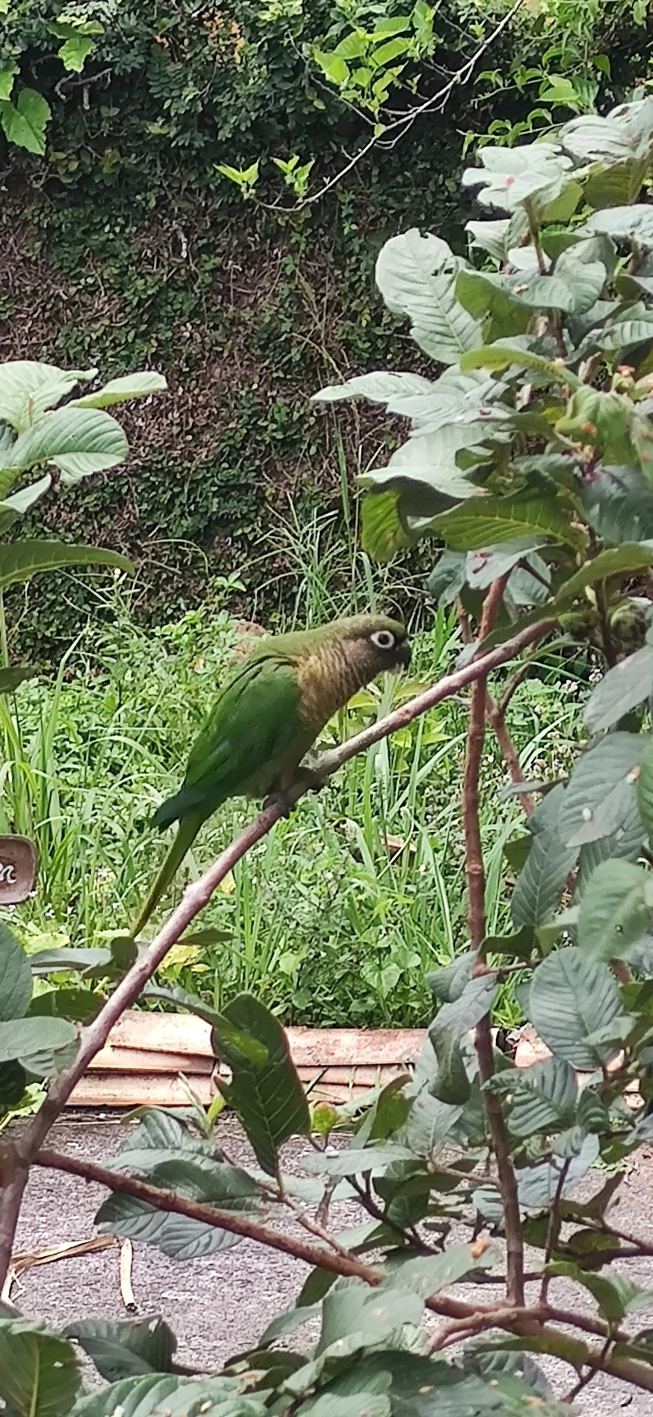 Tiriba-de-testa-vermelha (Pyrrhura frontalis), aves, fotografado em Maresias, São Sebastião