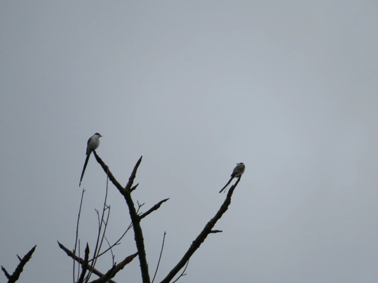 Tesourinha (Tyrannus savana), aves, fotografado em Maresias, São Sebastião