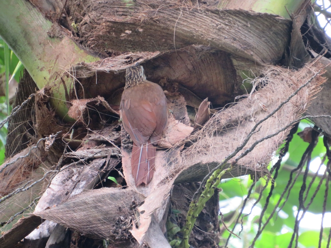 Arapaçu-de-garganta-branca (Xiphocolaptes albicollis), aves, fotografado em Maresias, São Sebastião