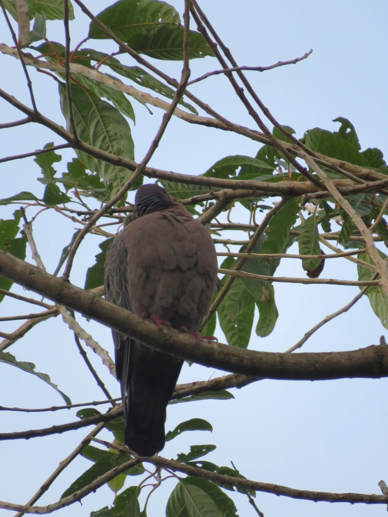 Asa-branca (Patagioenas picazuro), aves, fotografado em Maresias, São Sebastião