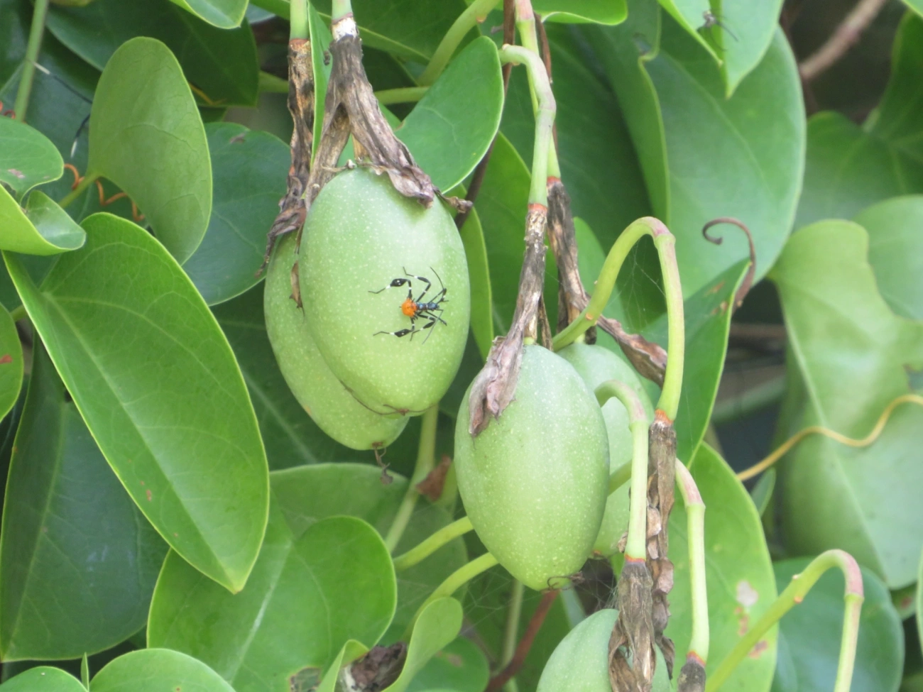 Percevejo-do-maracujá (Diactor bilineatus), insetos, fotografado em Maresias, São Sebastião