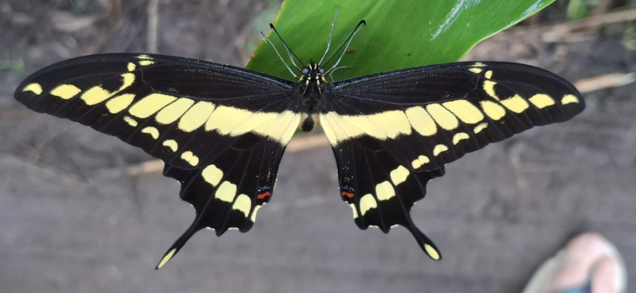 Borboleta-caixão-de-defunto (Heraclides thoas), insetos, fotografado em Maresias, São Sebastião