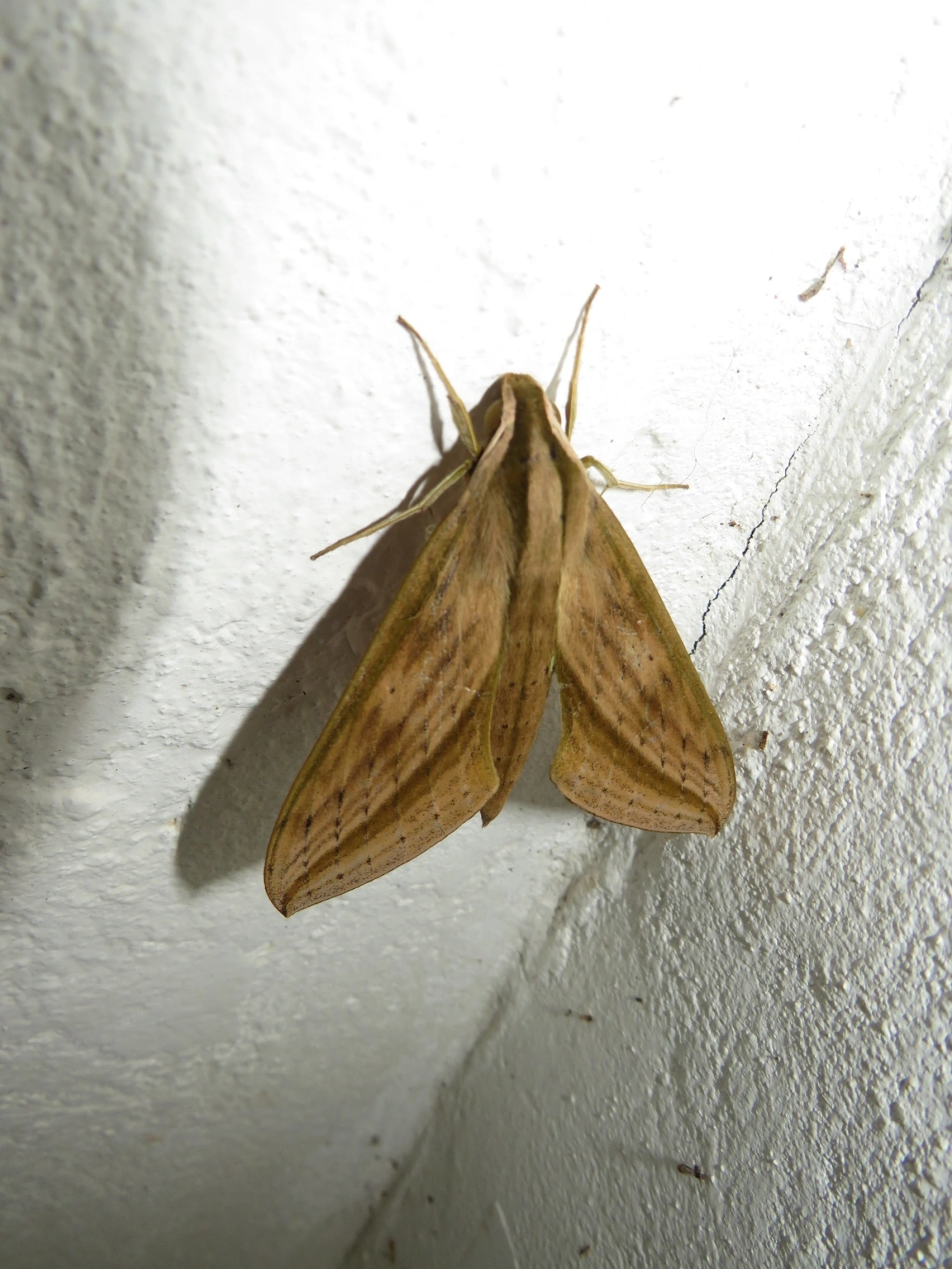 Mariposa-esfinge (Xylophanes anubus), insetos, fotografado em Maresias, São Sebastião