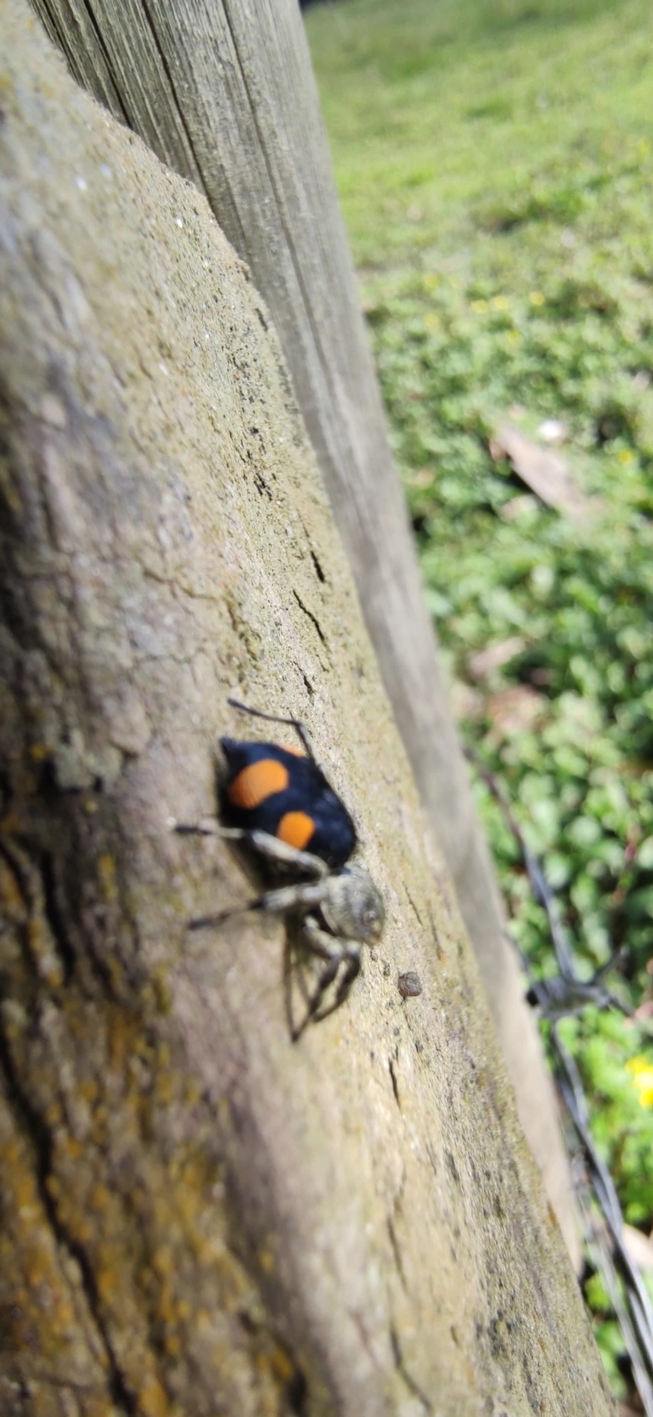 Phiale gratiosa, aracnídeos, fotografado em Camburí, São Sebastião