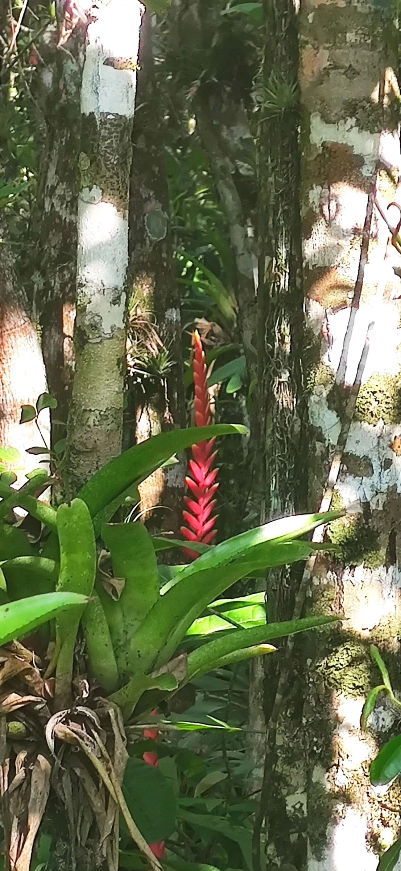 Gravatinha (Vriesea ensiformis), plantas, fotografado em Maresias, São Sebastião