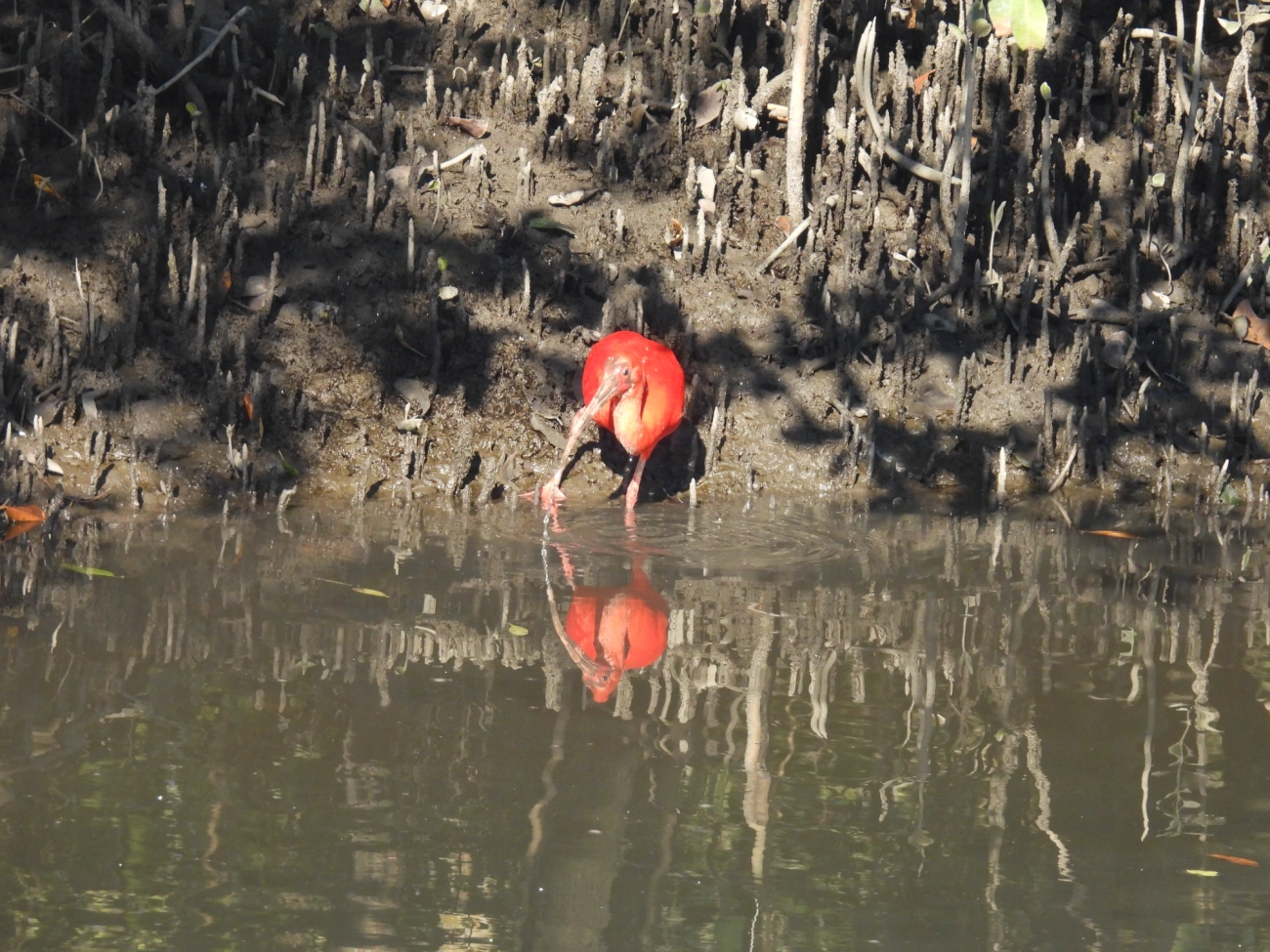 Guará (Eudocimus ruber), aves, fotografado em Cananéia