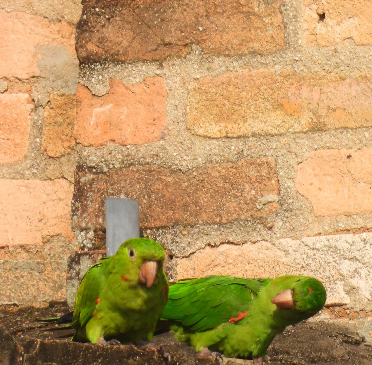 Periquitão-maracanã (Psittacara leucophthalmus), aves, fotografado em Itu