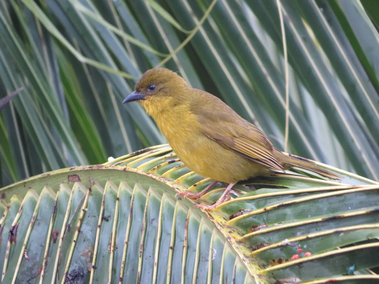 Catirumbava (Orthogonys chloricterus), aves, fotografado em Maresias, São Sebastião