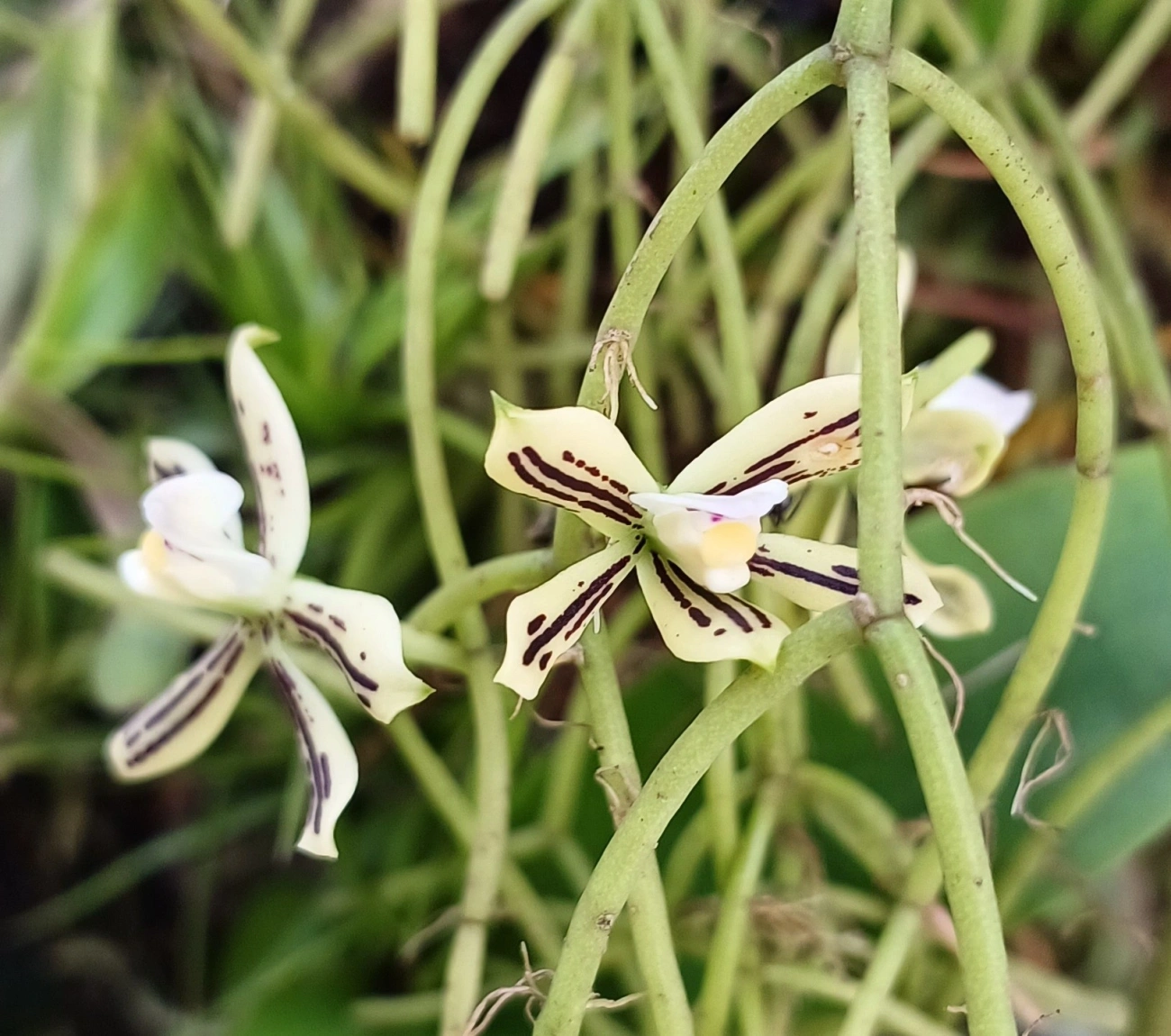 Orquídea-vespa (Prosthechea vespa), plantas, fotografado em Maresias, São Sebastião