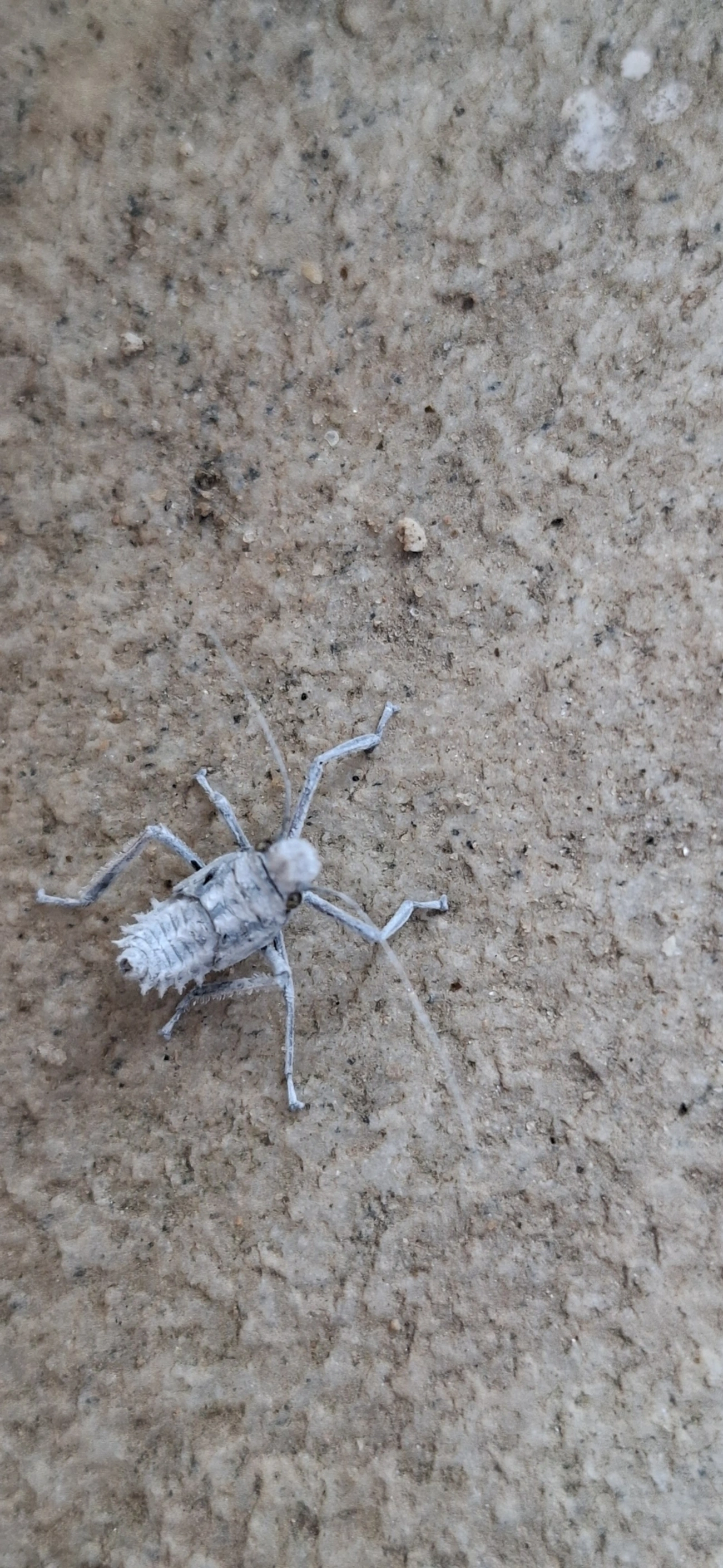 Harpactor, insetos, fotografado em Paúba, São Sebastião