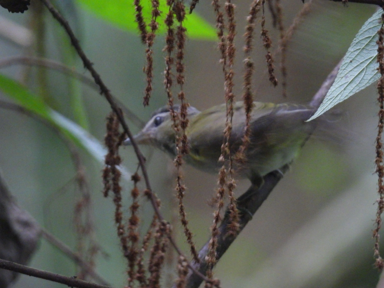 Juruviara (Vireo chivi), aves, fotografado em Maresias, São Sebastião