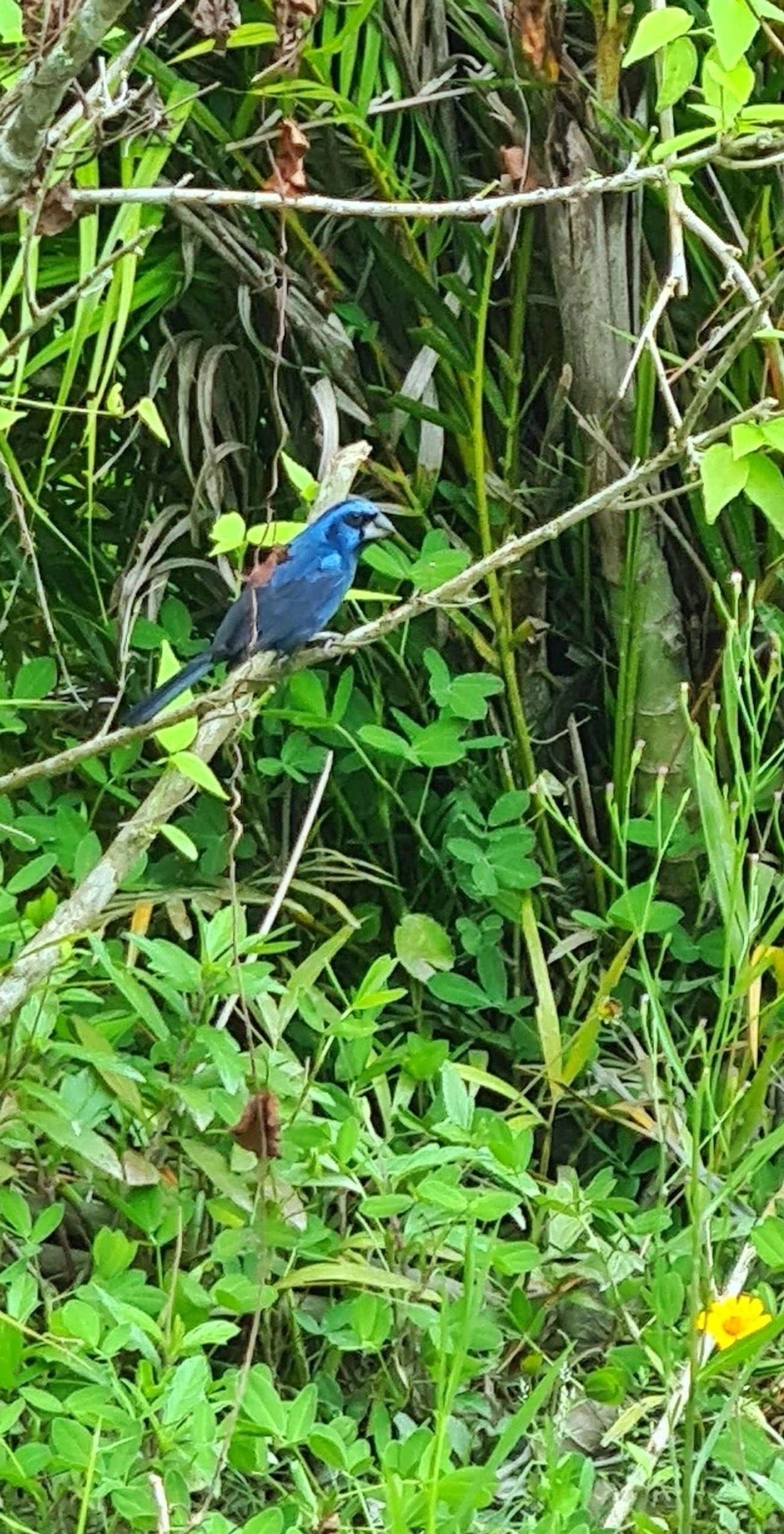 Azulão (Cyanoloxia brissonii), aves, fotografado em Maresias, São Sebastião