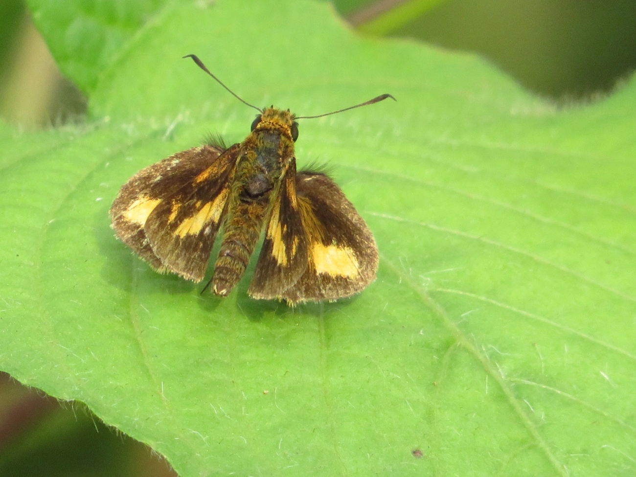 Saltadora-das-trilhas (Anthoptus epictetus), insetos, fotografado em Maresias, São Sebastião