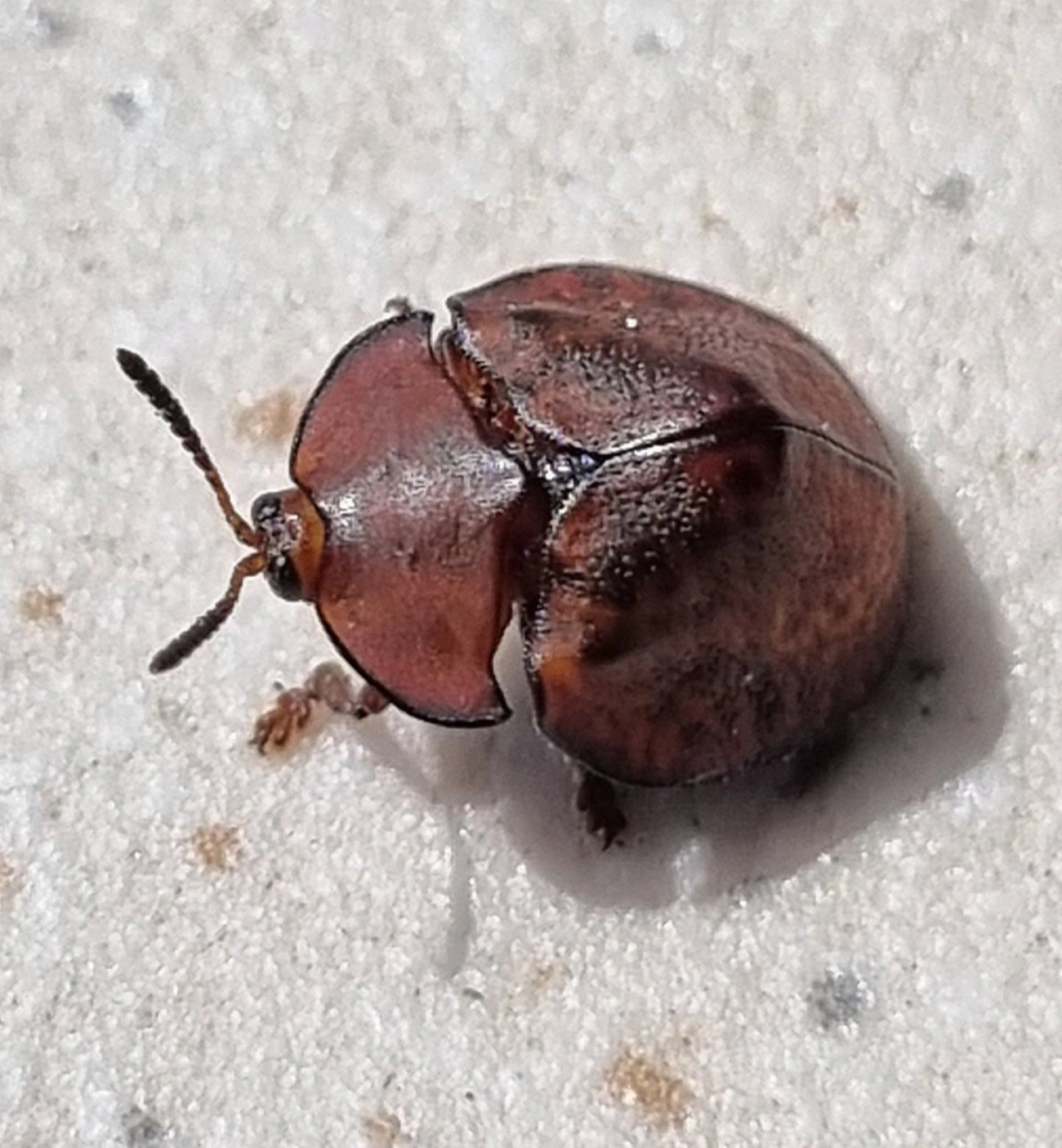 Chelymorpha, insetos, fotografado em Maresias, São Sebastião