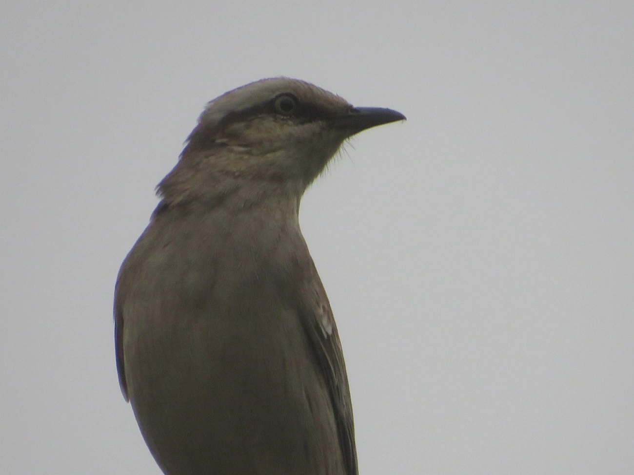 Sabiá-do-campo (Mimus saturninus), aves, fotografado em Maresias, São Sebastião