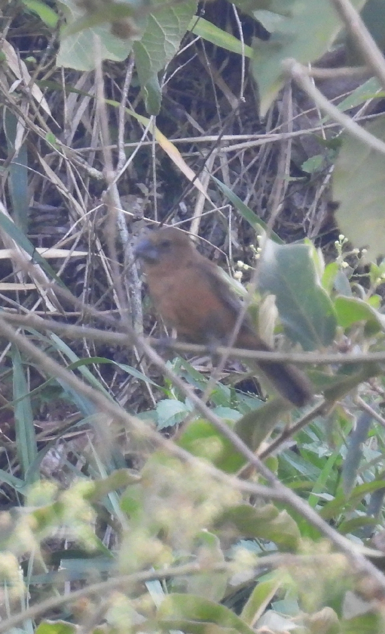 Azulão (Cyanoloxia brissonii), aves, fotografado em Queluz