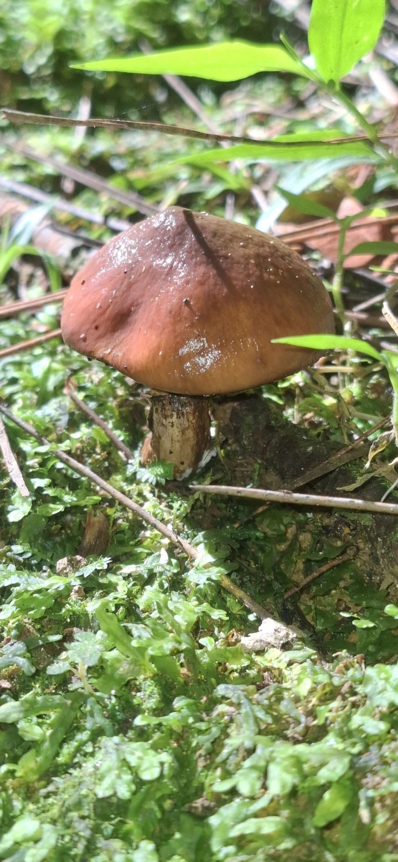 Slippery jack de véu roxo (Suillus luteus), fungos, fotografado em Pedra Selada