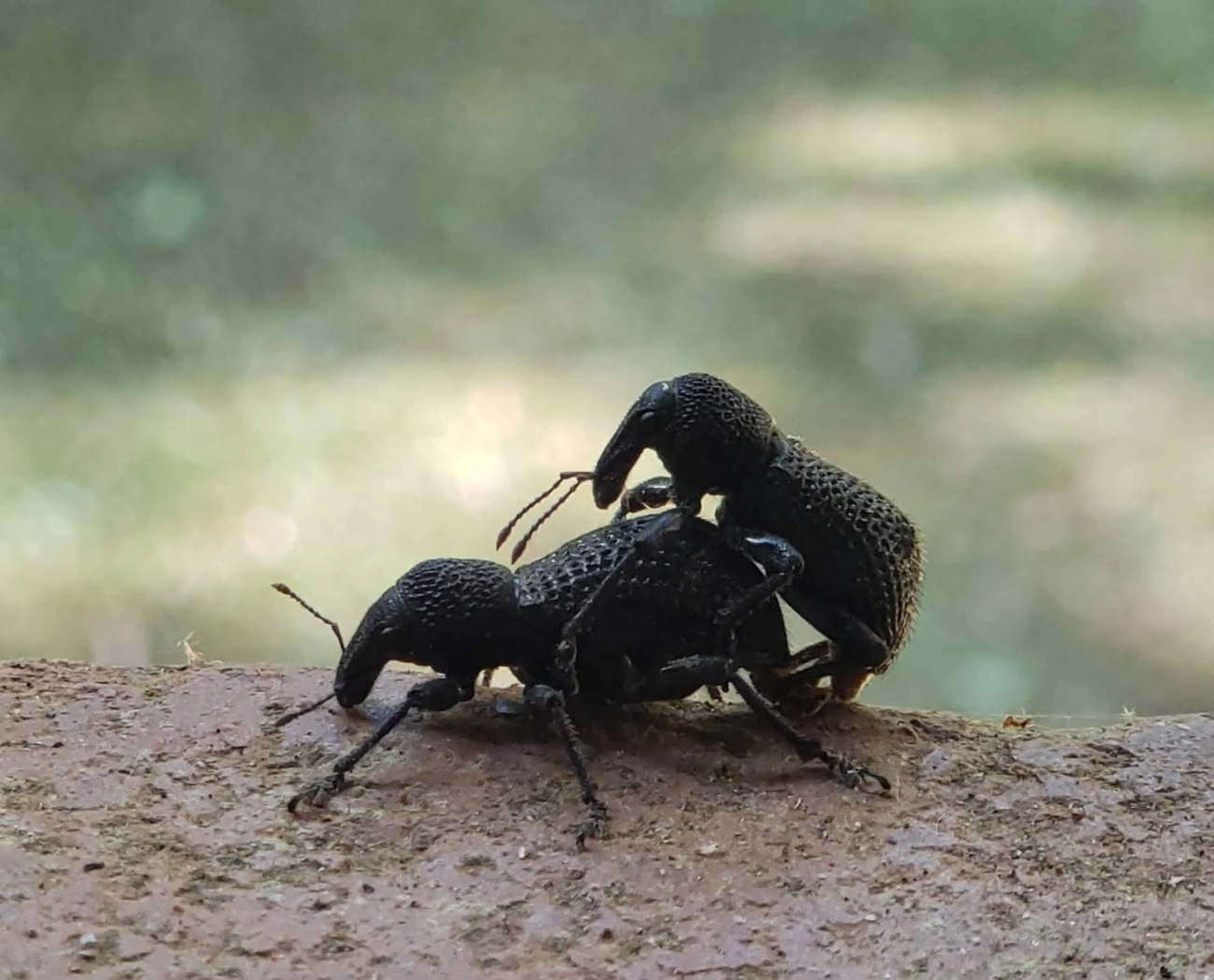 Lordopini, insetos, fotografado em Itatiaia