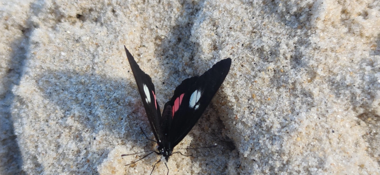 Branca-mimética (Archonias brassolis), insetos, fotografado em Maresias, São Sebastião