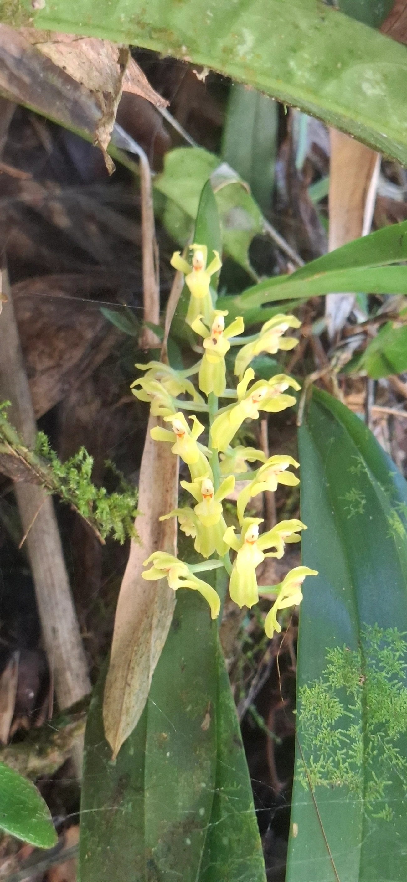 Gomesa, plantas, fotografado em Queluz