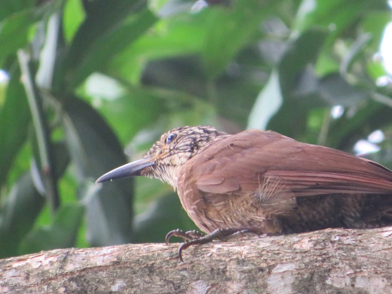 Arapaçu-grande (Dendrocolaptes platyrostris), aves, fotografado em Maresias, São Sebastião