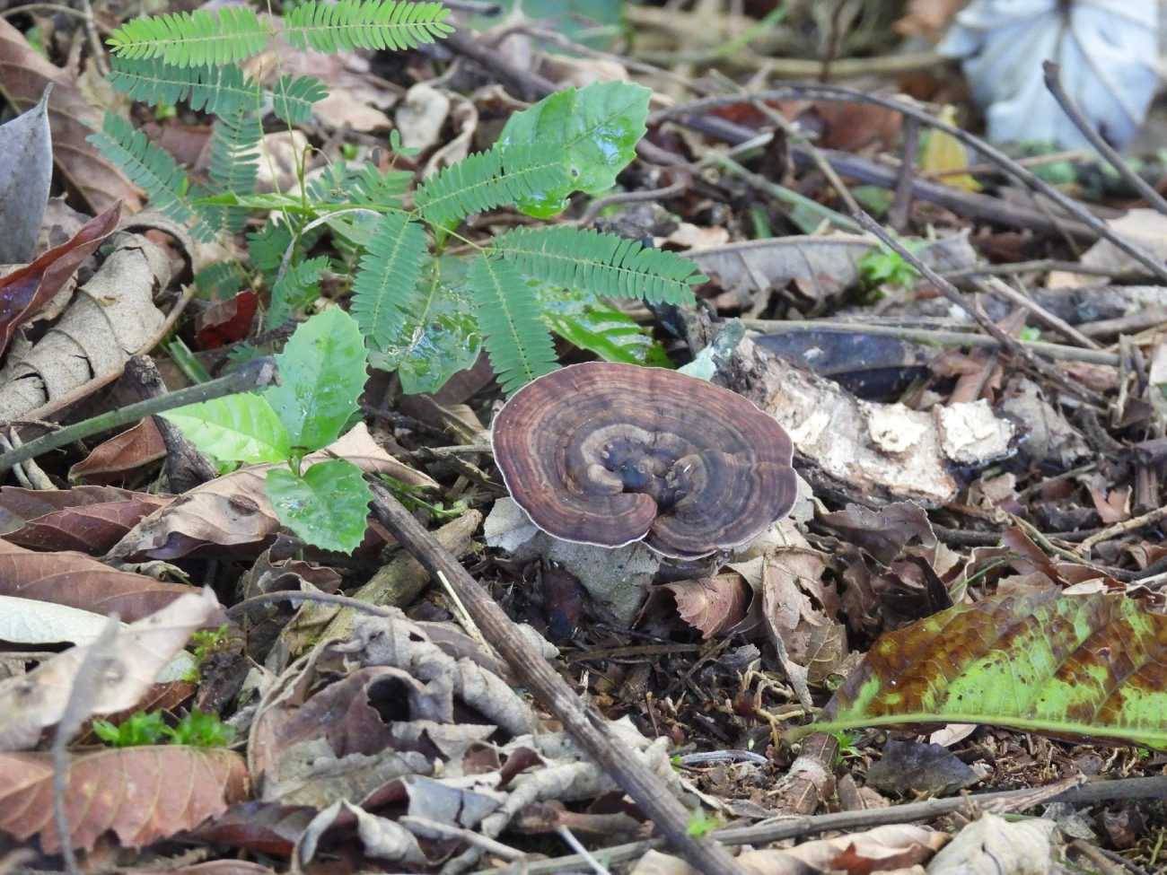 Amauroderma, fungos, fotografado em Queluz