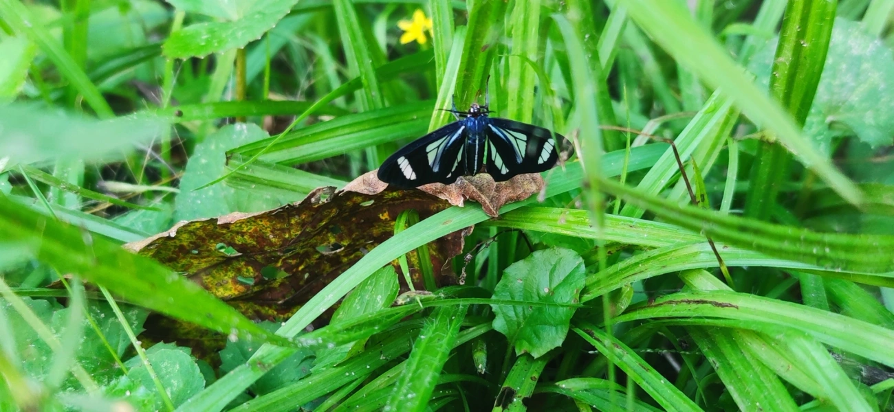 Agyrta dux, insetos, fotografado em Maresias, São Sebastião