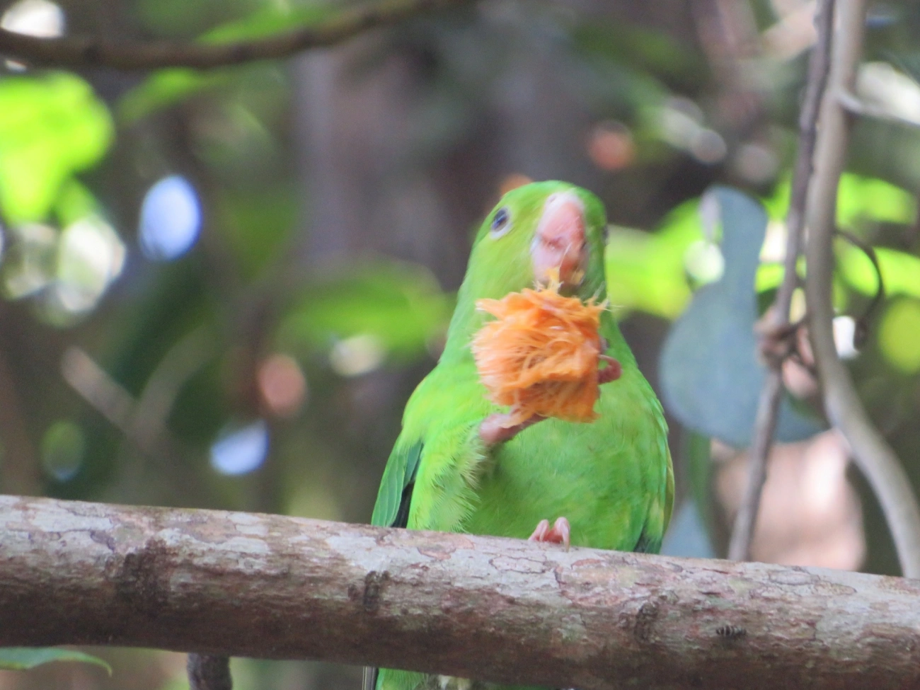 Periquito-rico (Brotogeris tirica), aves, fotografado em Maresias, São Sebastião