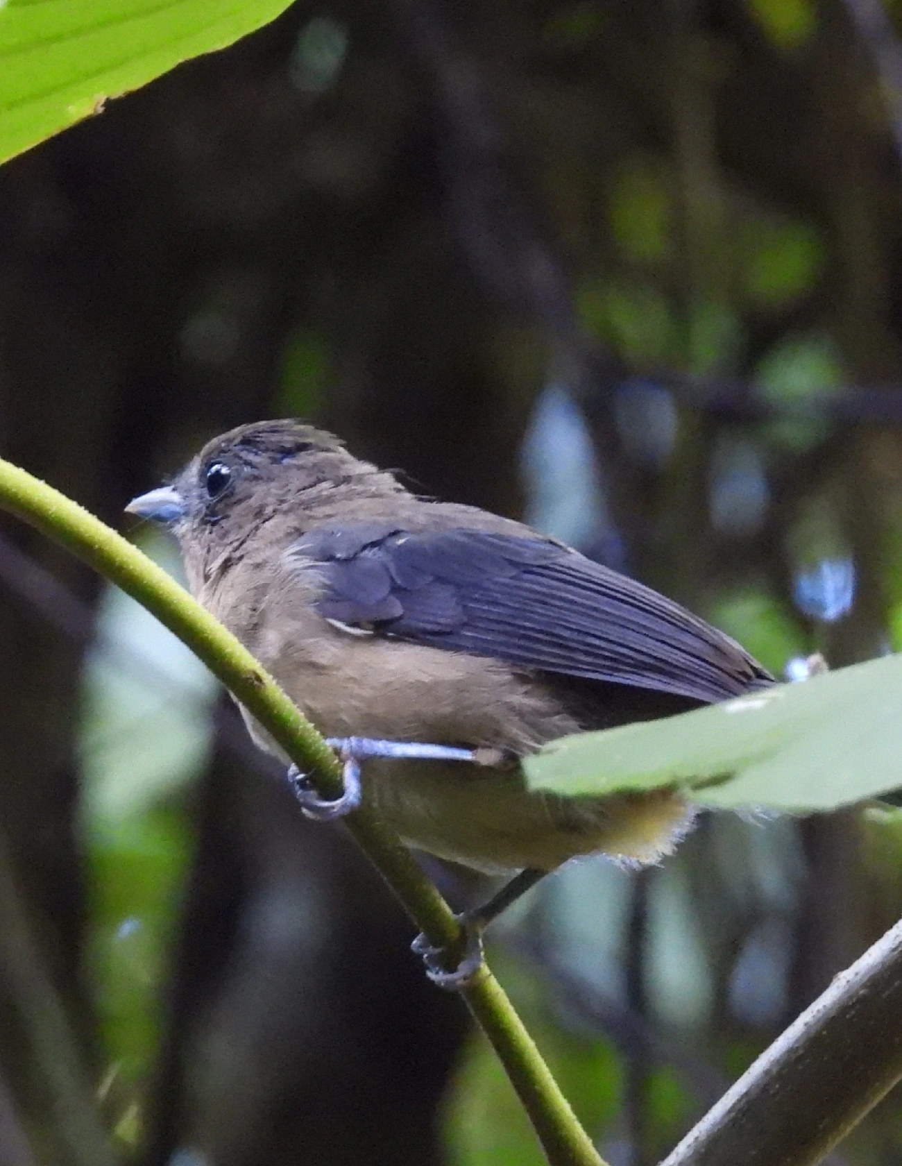 Tiê-de-topete (Trichothraupis melanops), aves, fotografado em Queluz